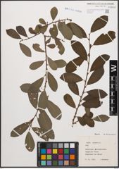 Foto von Salix cinerea L.